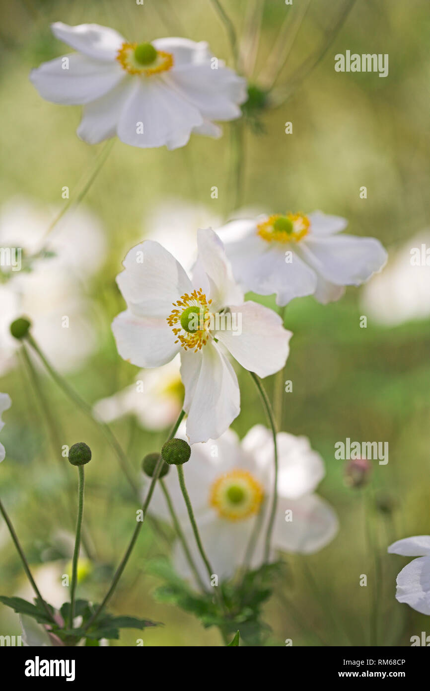 Bianco Anemone giapponese fiori. Foto Stock