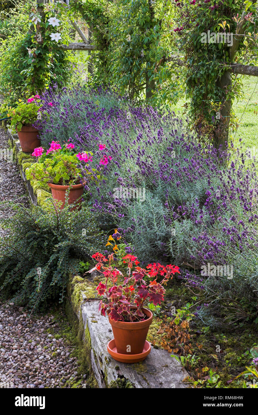 Lavanda e vasi di gerani in un letto sollevata. Foto Stock