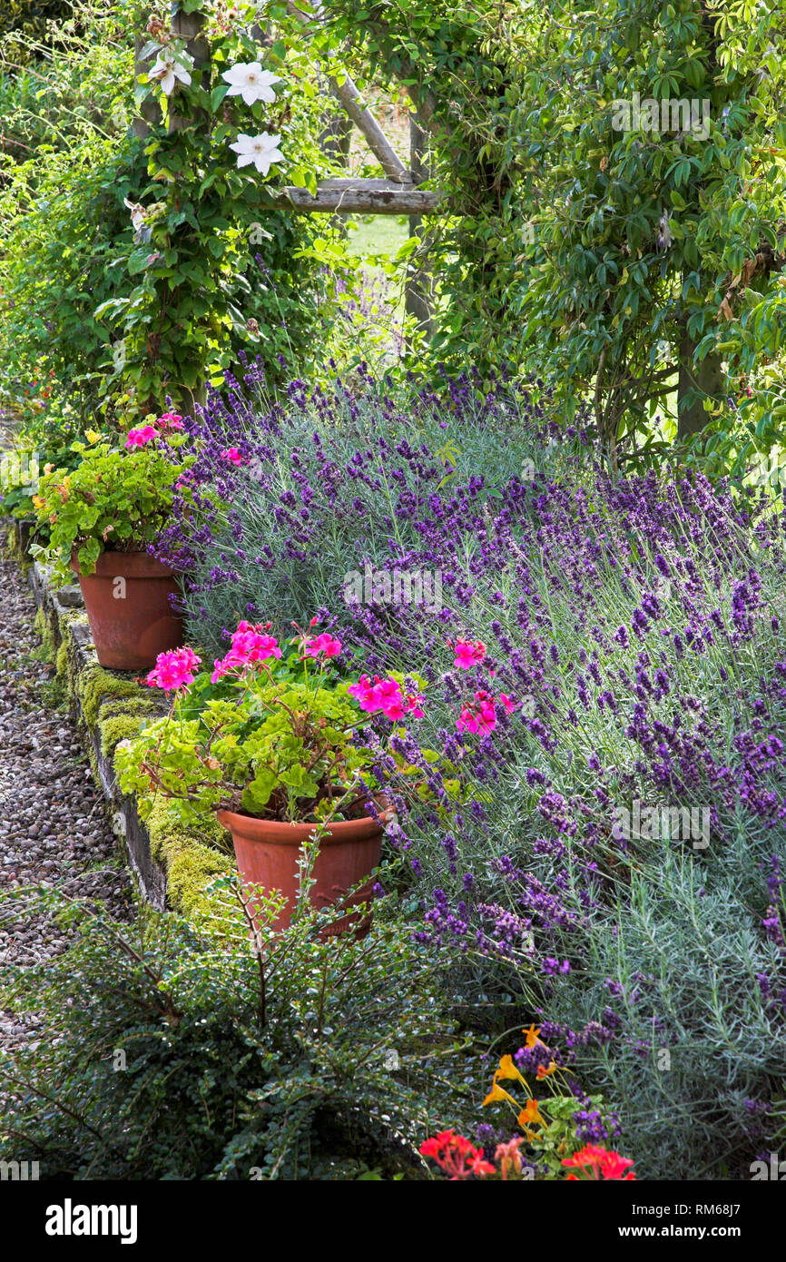 Lavanda e vasi di gerani in un letto sollevata. Foto Stock