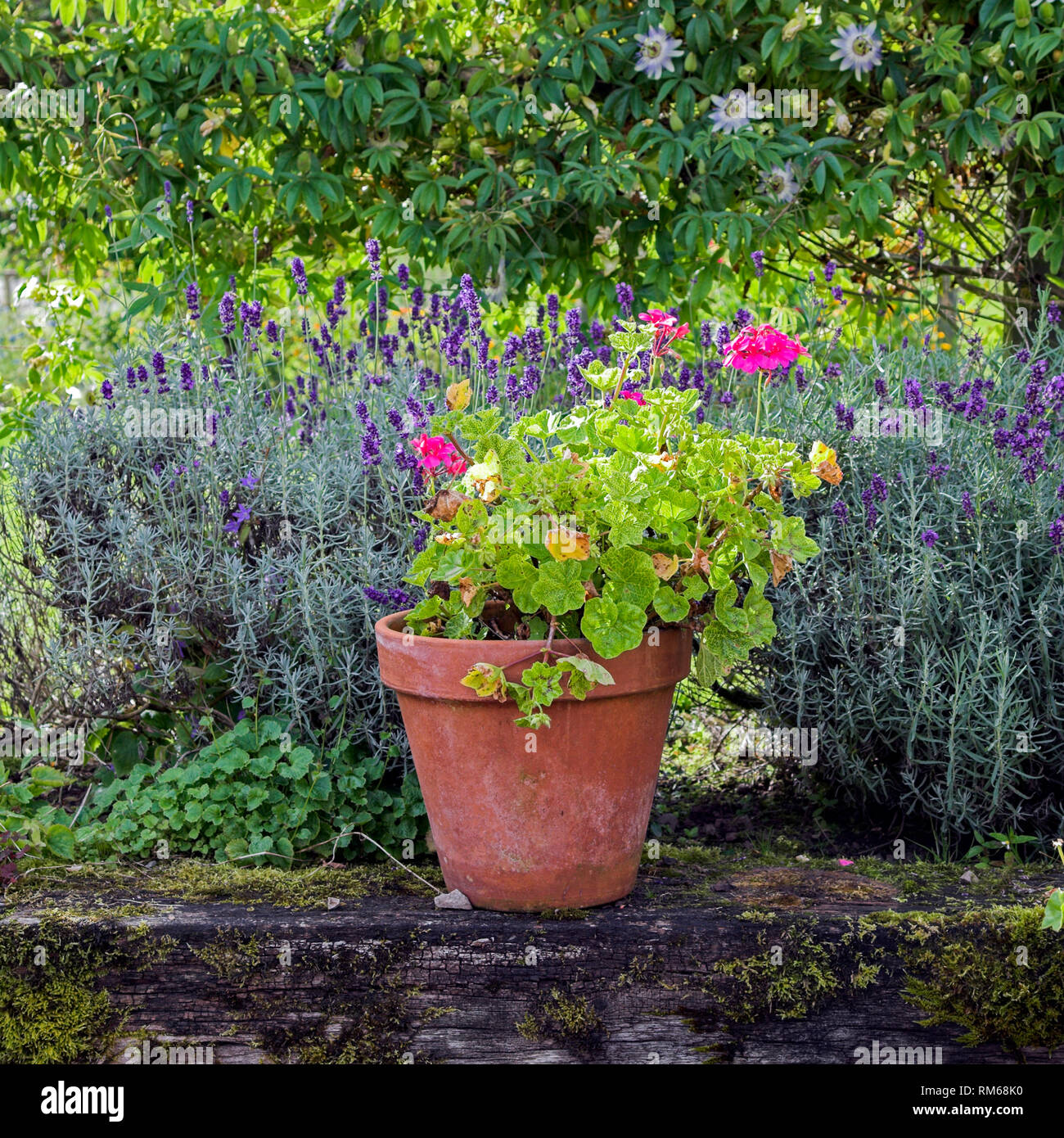 Lavanda e vasi di geranio in un letto sollevata. Foto Stock