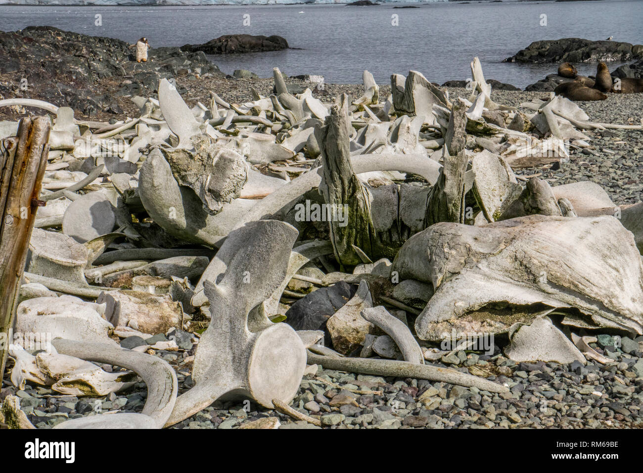 Scheletri di balene macellati durante il secolo scorso. Fotografato in Antartide Foto Stock