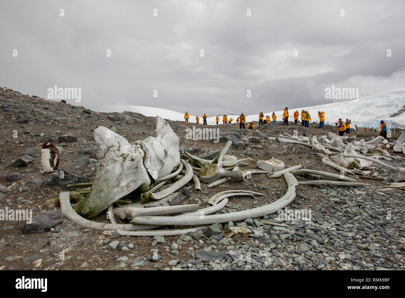 Scheletri di balene macellati durante il secolo scorso. Fotografato in Antartide Foto Stock