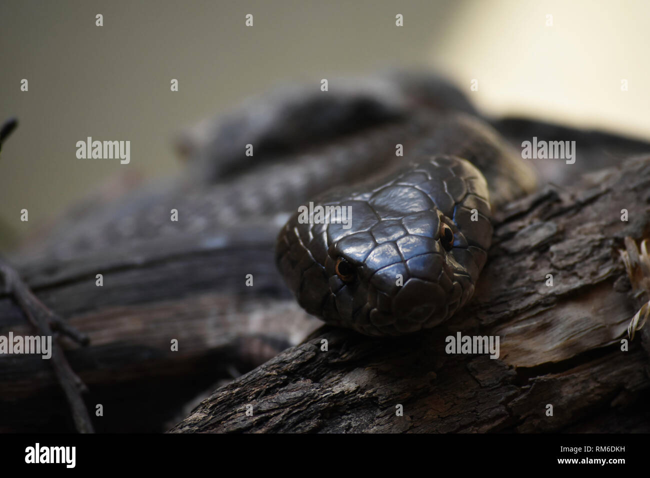 Osservando Snouted Cobra Snake (naja annulifera) Foto Stock