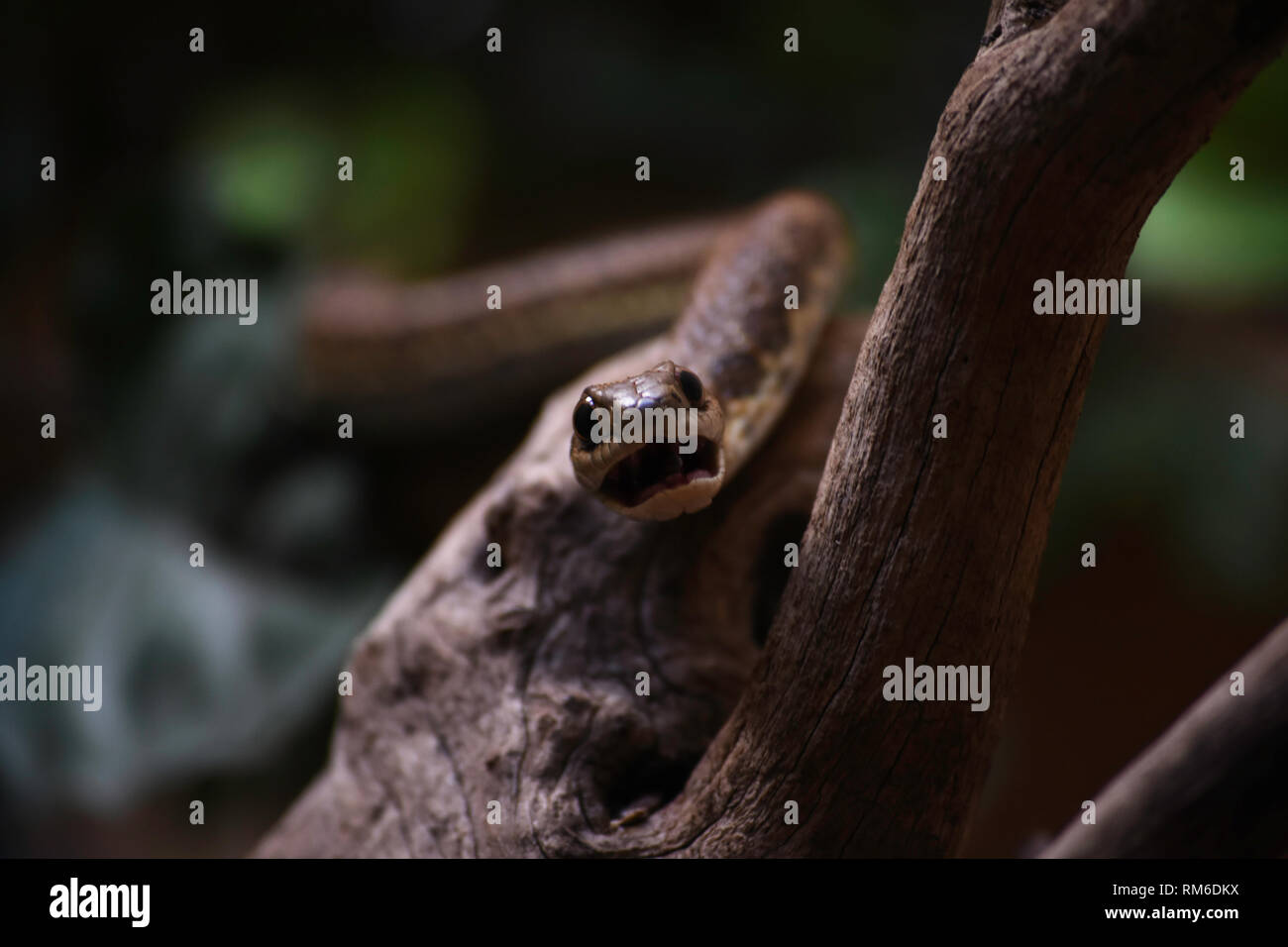 Pronto a mordere Boomslang Tree Snake (dispholidus typus) Foto Stock
