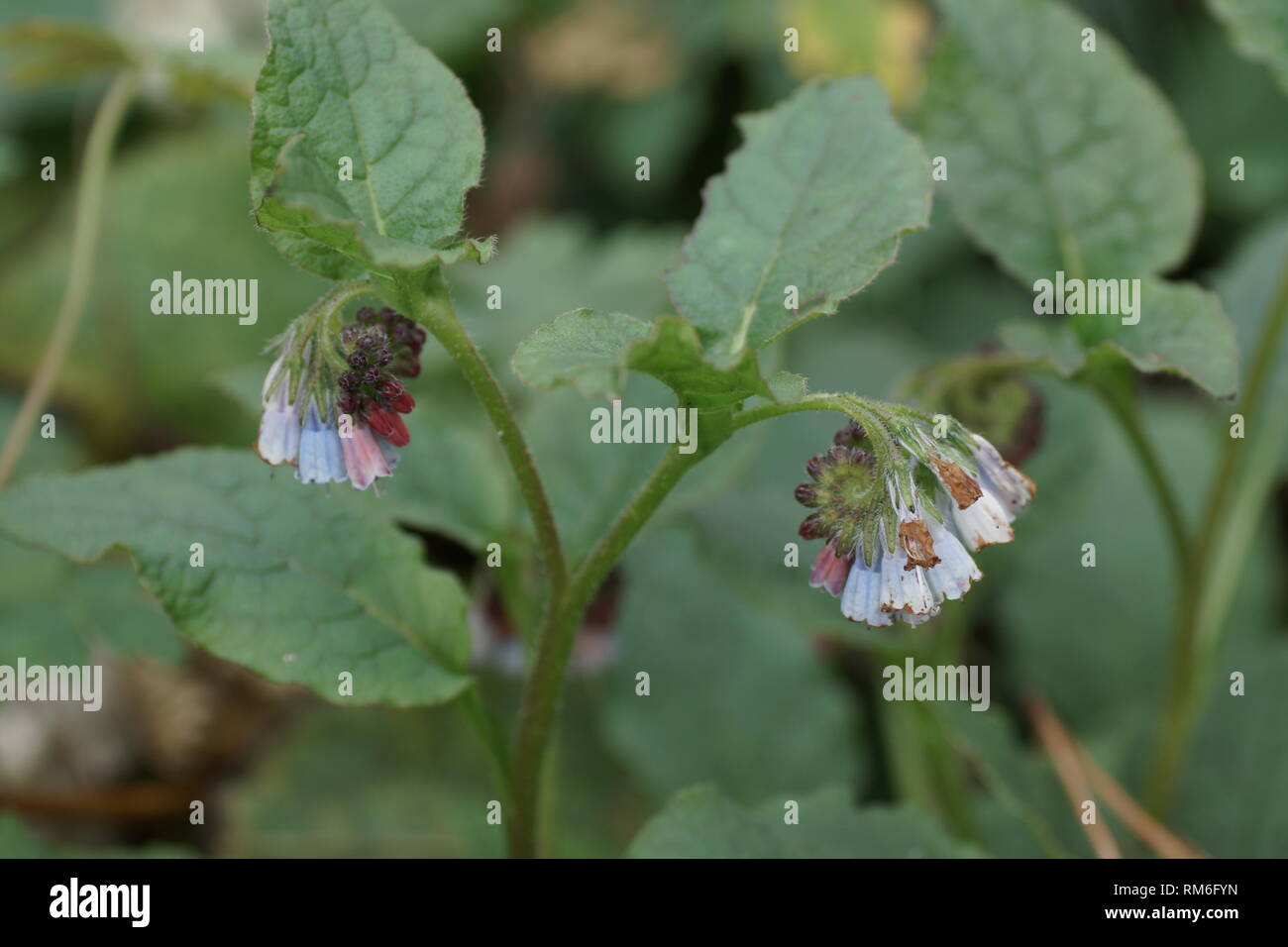 Symphytum x hidcotense a Clyne giardini, Swansea, Wales, Regno Unito. Foto Stock