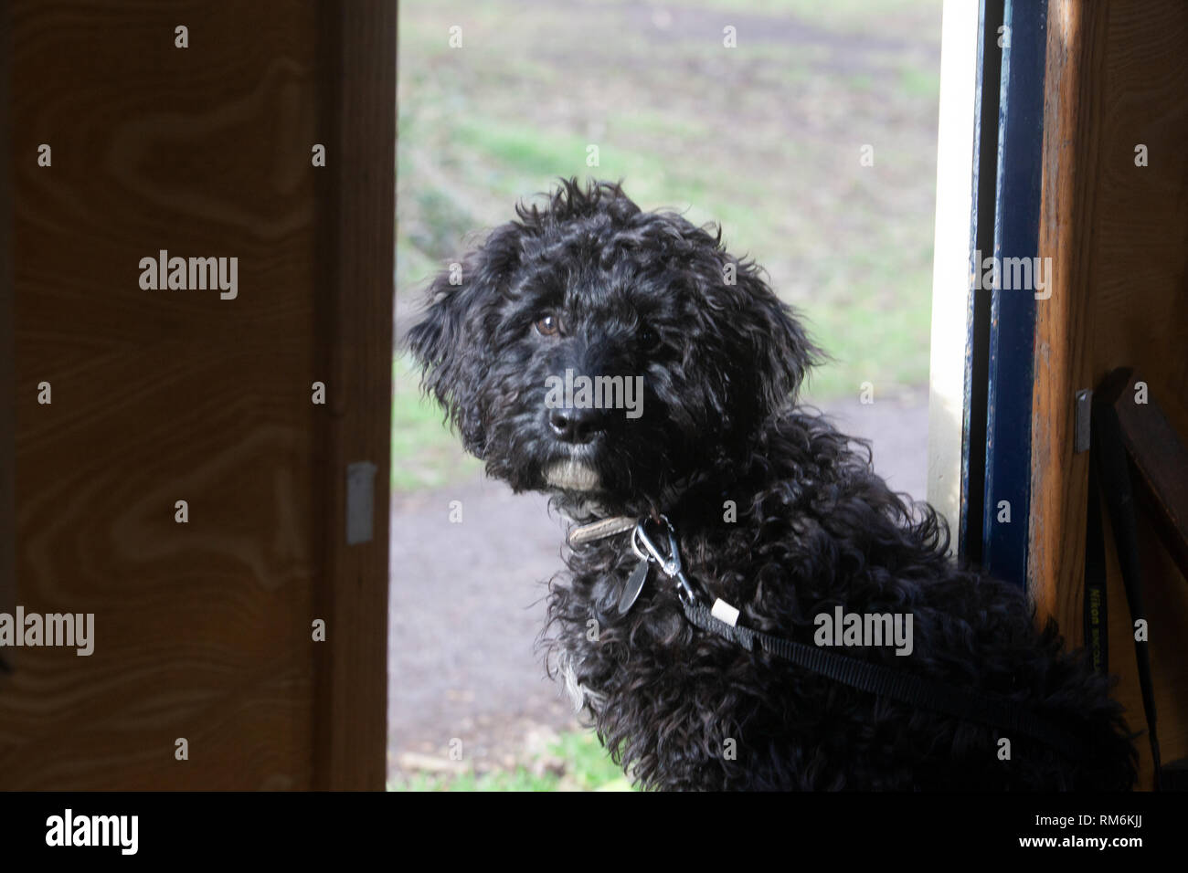 Cockapoo cucciolo Foto Stock