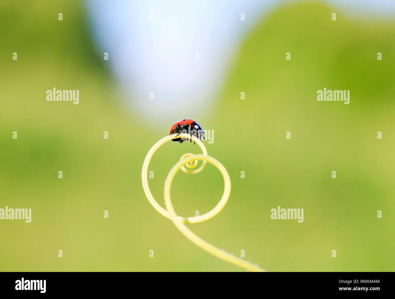 Red Ladybug strisciando sul verde erba curvato in una spirale su un estate prato soleggiato Foto Stock