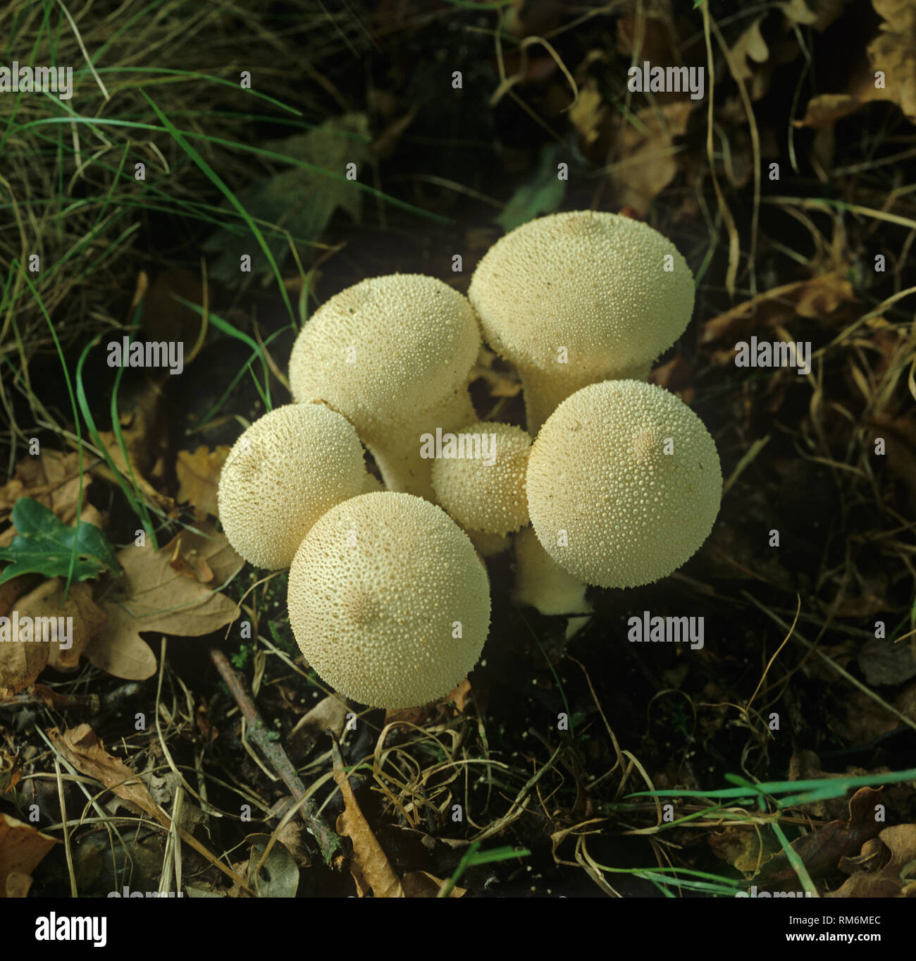 I diavoli del tabacco o sacca comune (puffball Lycoperdon perlatum) corpi fruttiferi Foto Stock