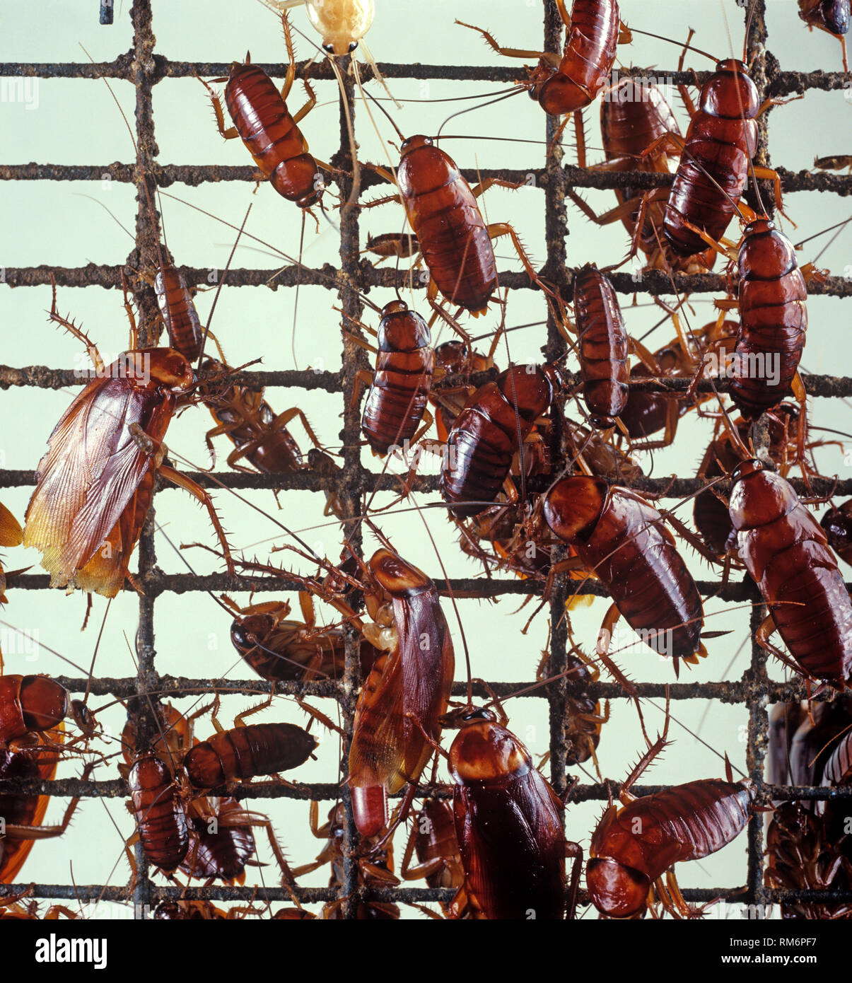 American scarafaggio (Periplaneta americana) un igiene in cucina di pest sulla maglia di filo Foto Stock