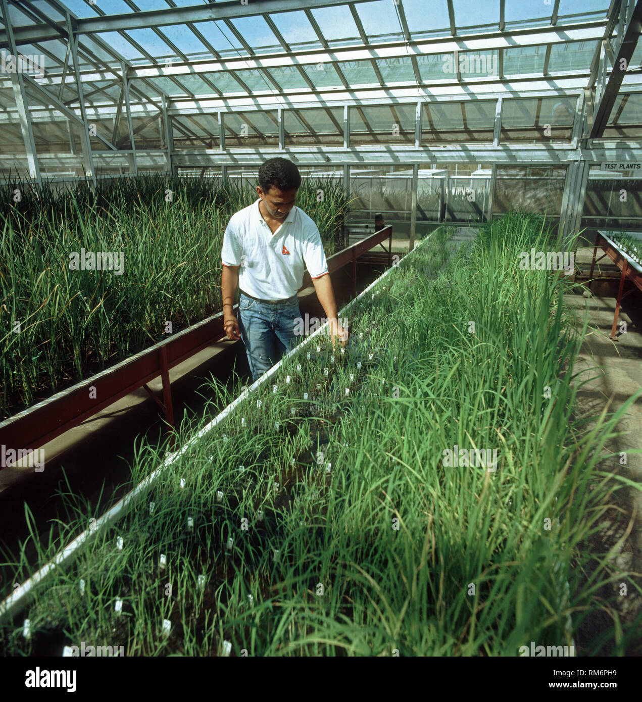 Tecnico in una grande serra sperimentale con esperimenti di riso comprendente la modificazione genetica, IRRI, Luzon, Filippine Foto Stock