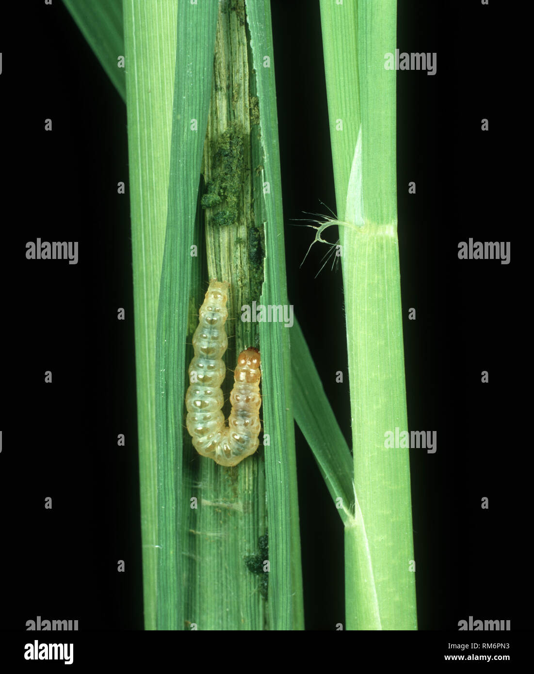 Foglia di riso cartella (Cnaphalocrocis medinalis) caterpillar di specie di peste in piegato foglia di riso, Luzon, Filippine Foto Stock