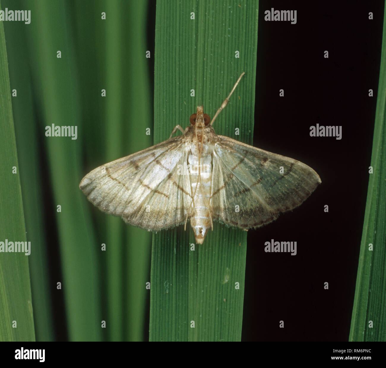 Foglia di riso cartella (Marasmia patnalis) tarma della specie di peste sul gambo del riso, Luzon, Filippine Foto Stock