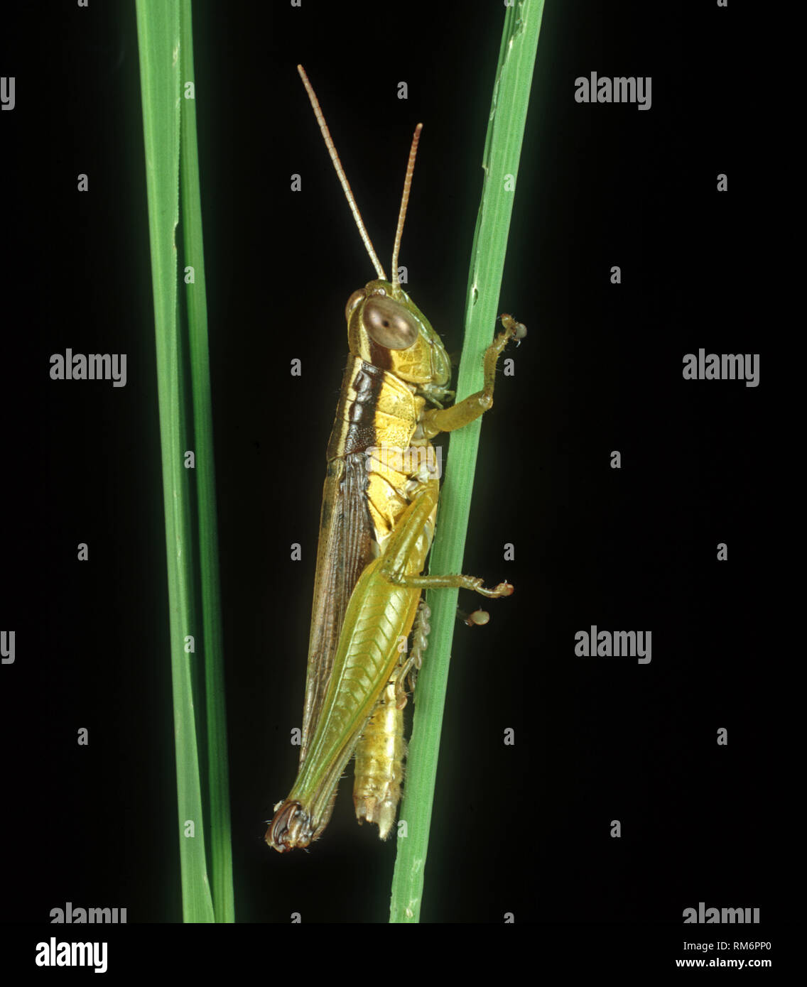 Corto-cornuto grasshopper (Oxya hyla intricata) una peste sul riso danneggiati foglia, Luzon, Filippine Foto Stock
