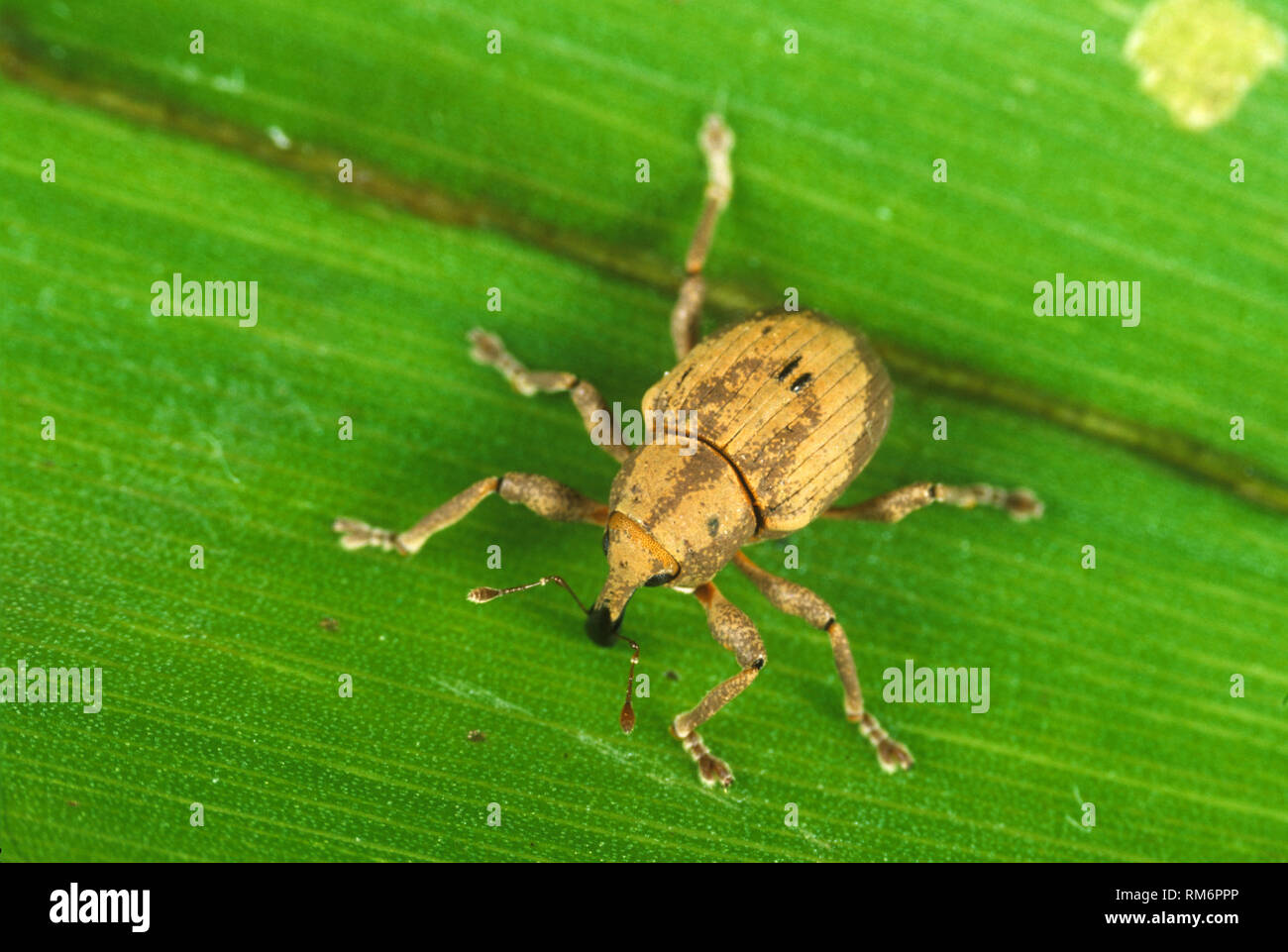 Giacinto di acqua curculione, Neochetina bruchi, introdotta per controllare Eichhornia crassipes in idrovie, Thailandia Foto Stock