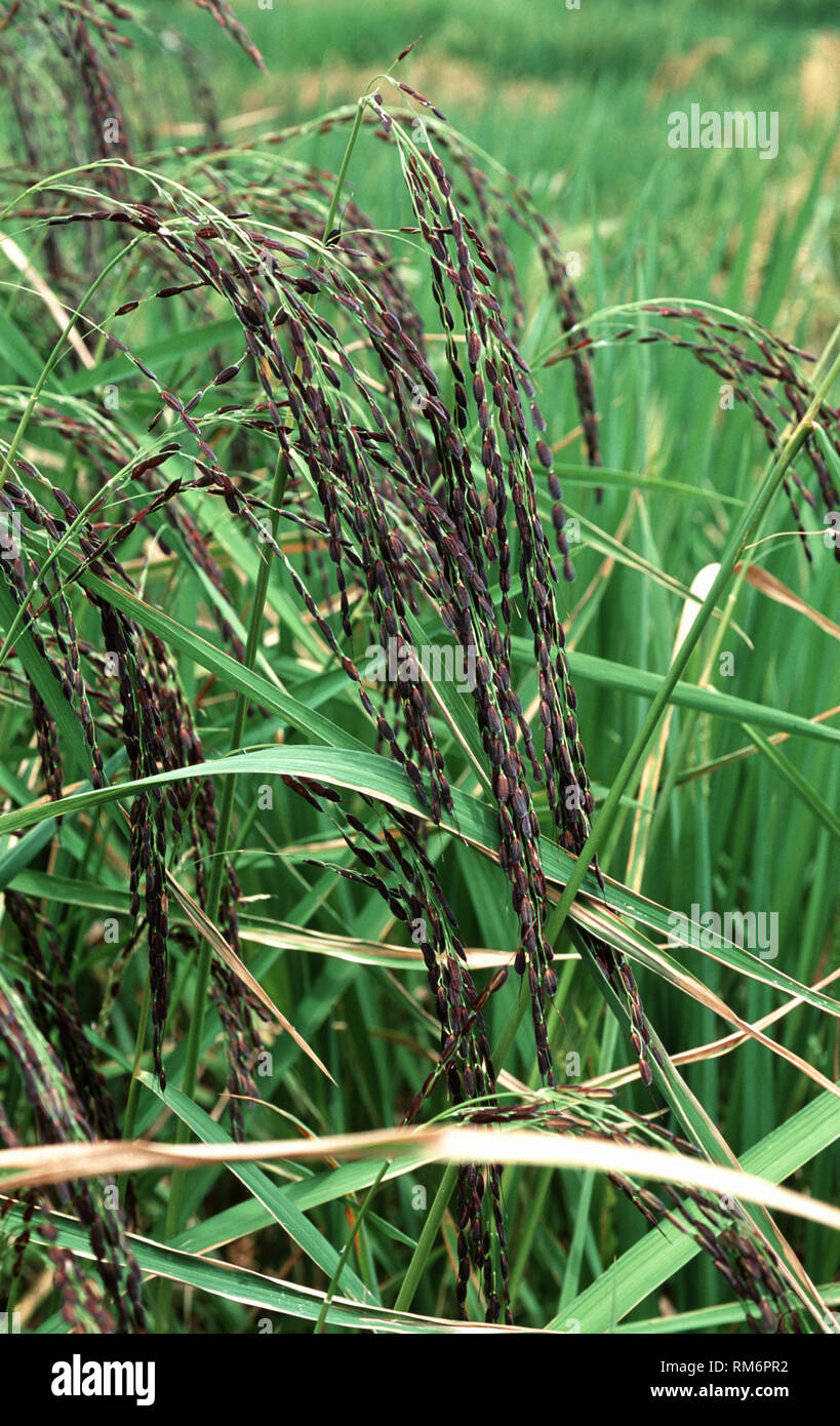 Il riso nero (Oryza sp.) cresciuto in esperimenti di ibridazione di allevamento presso l'Istituto Internazionale di Ricerca sul Riso nelle Filippine Foto Stock