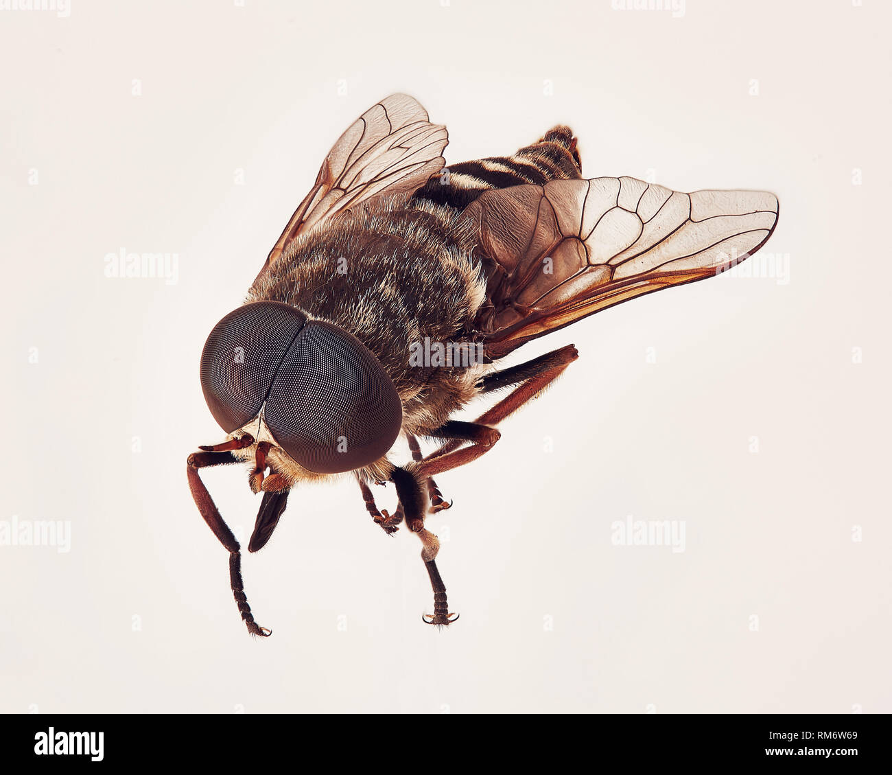 Gigante macro horsefly isolato Foto Stock