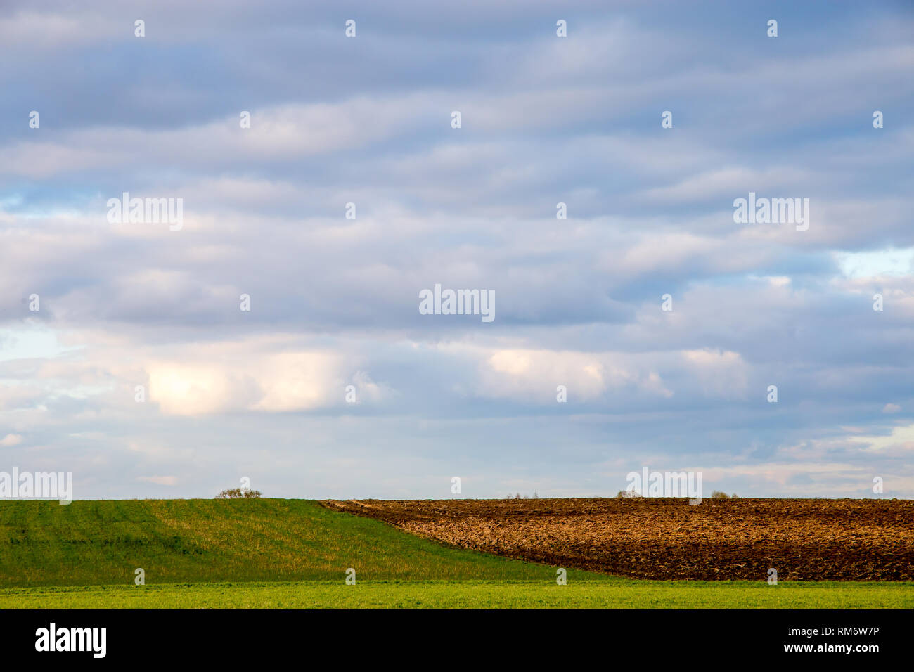Campo Arato con cereali contro un cielo blu.. Paesaggio di primavera con cornfield e nuvoloso cielo blu. Classico paesaggio rurale in Lettonia. Foto Stock