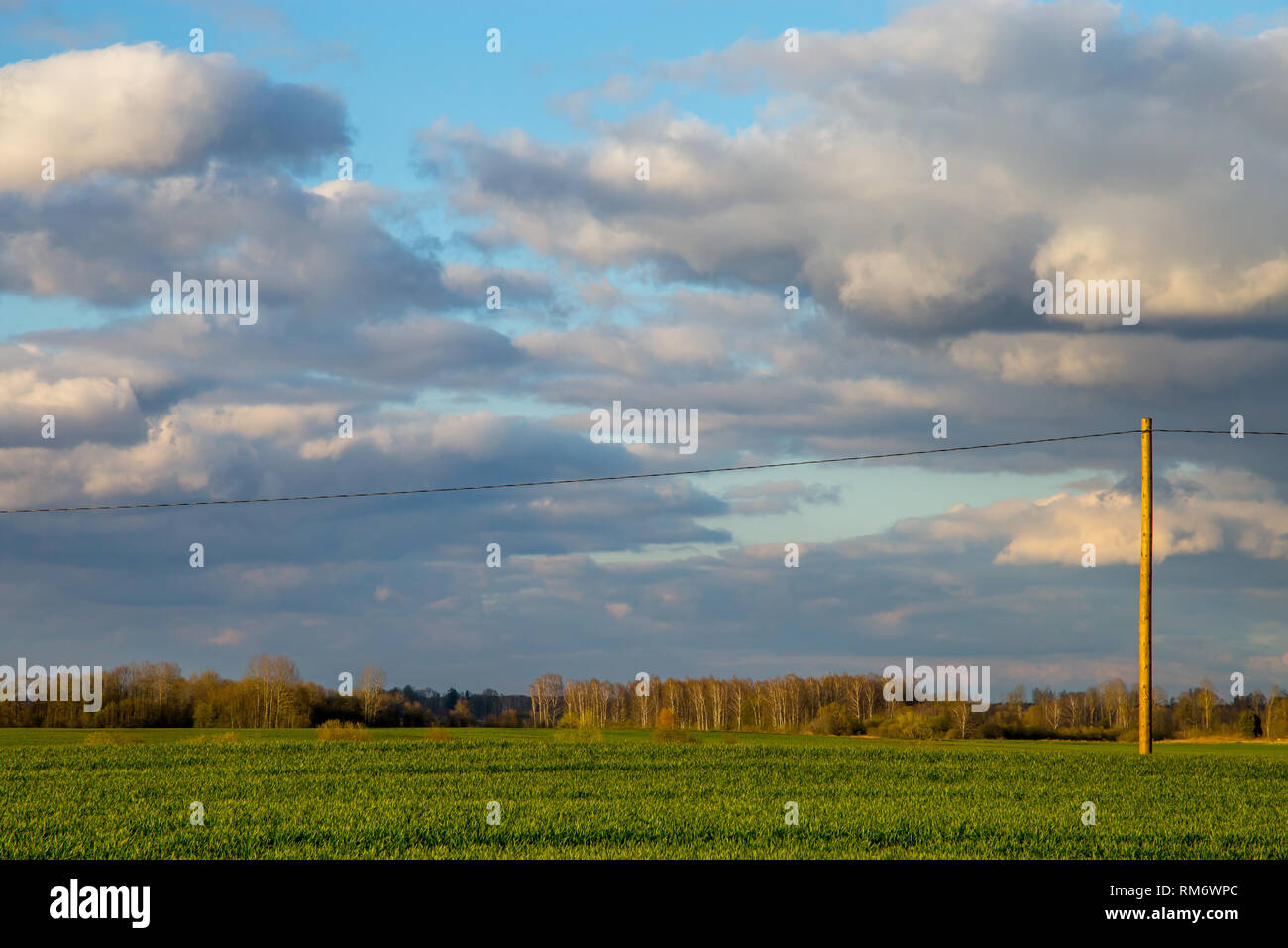 Campo verde con cereali e alberi sul retro, contro un cielo blu. Paesaggio di primavera con cornfield, legno e nuvoloso cielo blu. Classico paesaggio rurale Foto Stock