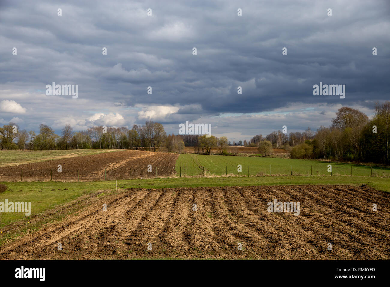 Campo Arato, cereali e alberi sul retro, contro un cielo blu. Paesaggio di primavera con cornfield, legno e nuvoloso cielo blu. Classico paesaggio rurale in Foto Stock