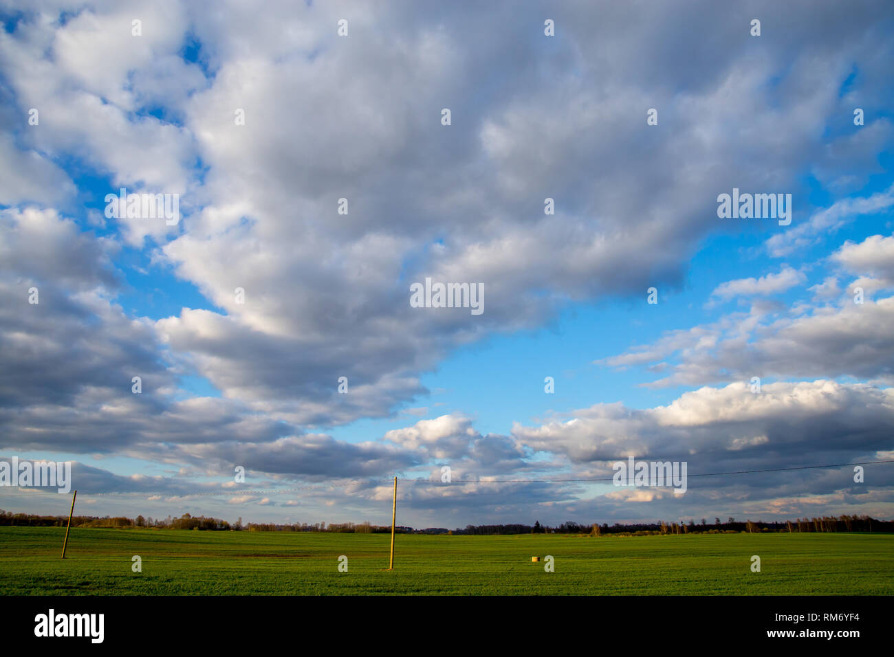 Campo verde con cereali e alberi sul retro, contro un blu cielo nuvoloso. Paesaggio di primavera con cornfield, legno e nuvoloso cielo blu. Classic lan rurale Foto Stock