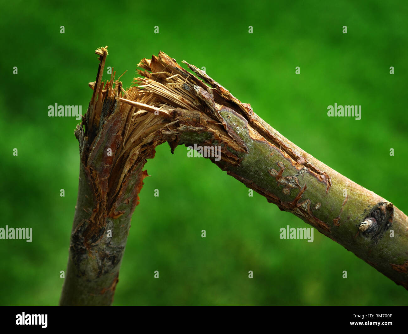 Обломанная ветвь. Поломанная ветка. Сломанная сухая ветка. Сломанная сухая ветка. Сломанные ветки деревьев на земле.