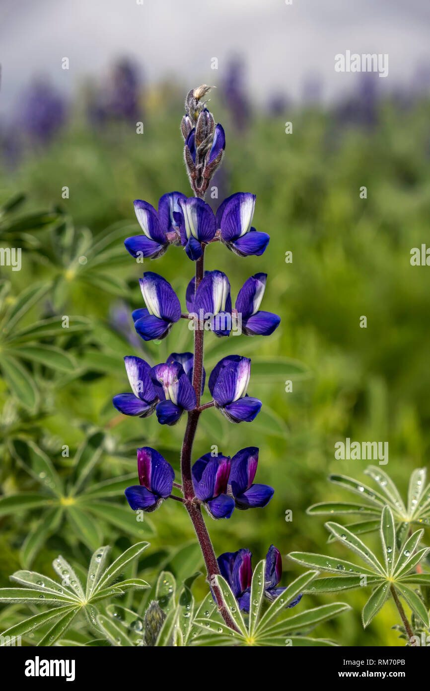 Blooming fiore di lupino close up contro lo sfondo di un campo di fiori che sbocciano e un cielo tempestoso Foto Stock