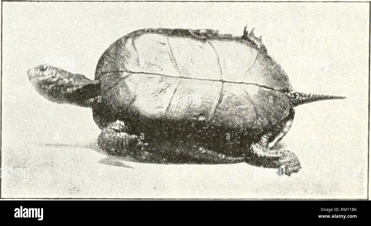 . Relazione annuale della New York State College di agricoltura presso la Cornell University e la Stazione di Esperimento Agricola. New York Stato l'Università di Agricoltura, la Cornell University. Stazione di Esperimento Agricola; Agricoltura -- New York (stato). allarmato cerca protezione in grassy acqua poco profonda del suo ambiente. Il cibo può essere cither animali o vegetali. Delle sue abitudini di allevamento vi è un singolo record di una femmina in cattività che stabilisce le proprie uova tra il 20 luglio e il 5 agosto. (D) Il spotted ttn^tle è secondo alla tartaruga dipinte in abun- danza nello Stato di New York. Il suo carapace è bl Foto Stock