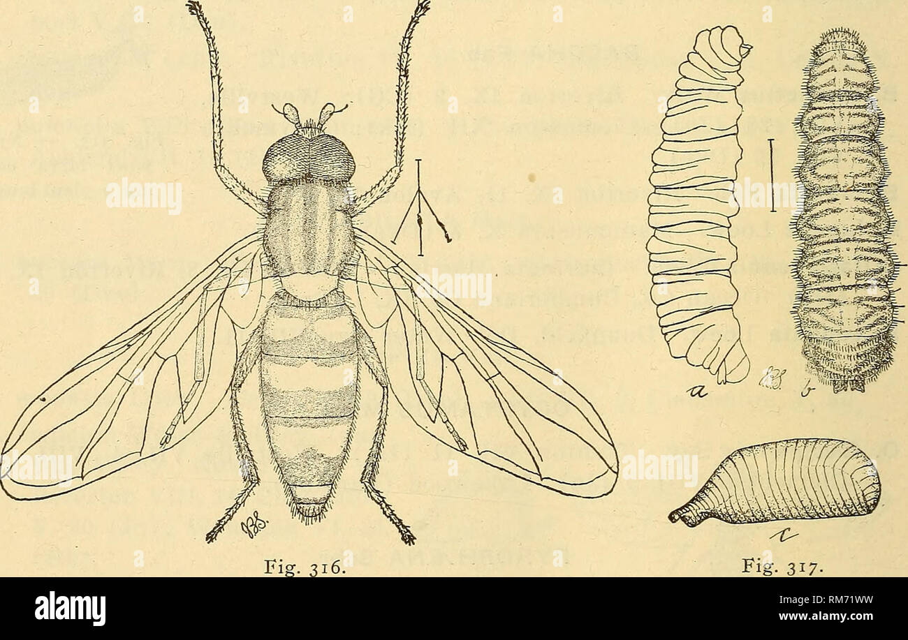 . Relazione annuale, compresa una relazione degli insetti del New Jersey, 1909. 766 RELAZIONE DEL NEW JERSEY E IL MUSEO DI STATO. MELANOSTOMA Schiner. M. obscurum dire. Caldwell (Cr); Ft. Lee (Osburn); Riverton IV, 26 (CG); Westville VI, 15, IX, 10 (GV). M. mellinum Linn. Caldwell (Cr); Ft. Lee (Osburn); New Brunswick (Sm); Jamesburg VII, 4, Westville V, 19 (GV); Trenton V, 21, Clemen- ton V, 30 (HK). DIDEA Macq. D. fasciata Macq. (Fuscipes Loew.) Jamesburg, Westville VIII, 21, Clementon V, 16, oceano Co. V, 18 (GV); Delair X, 19, lona IV, 30 (DKE). SYRPHUS Fab. S. arcuatus caduta. New Brunswick V, 3 (Sm); Camden IX, Foto Stock