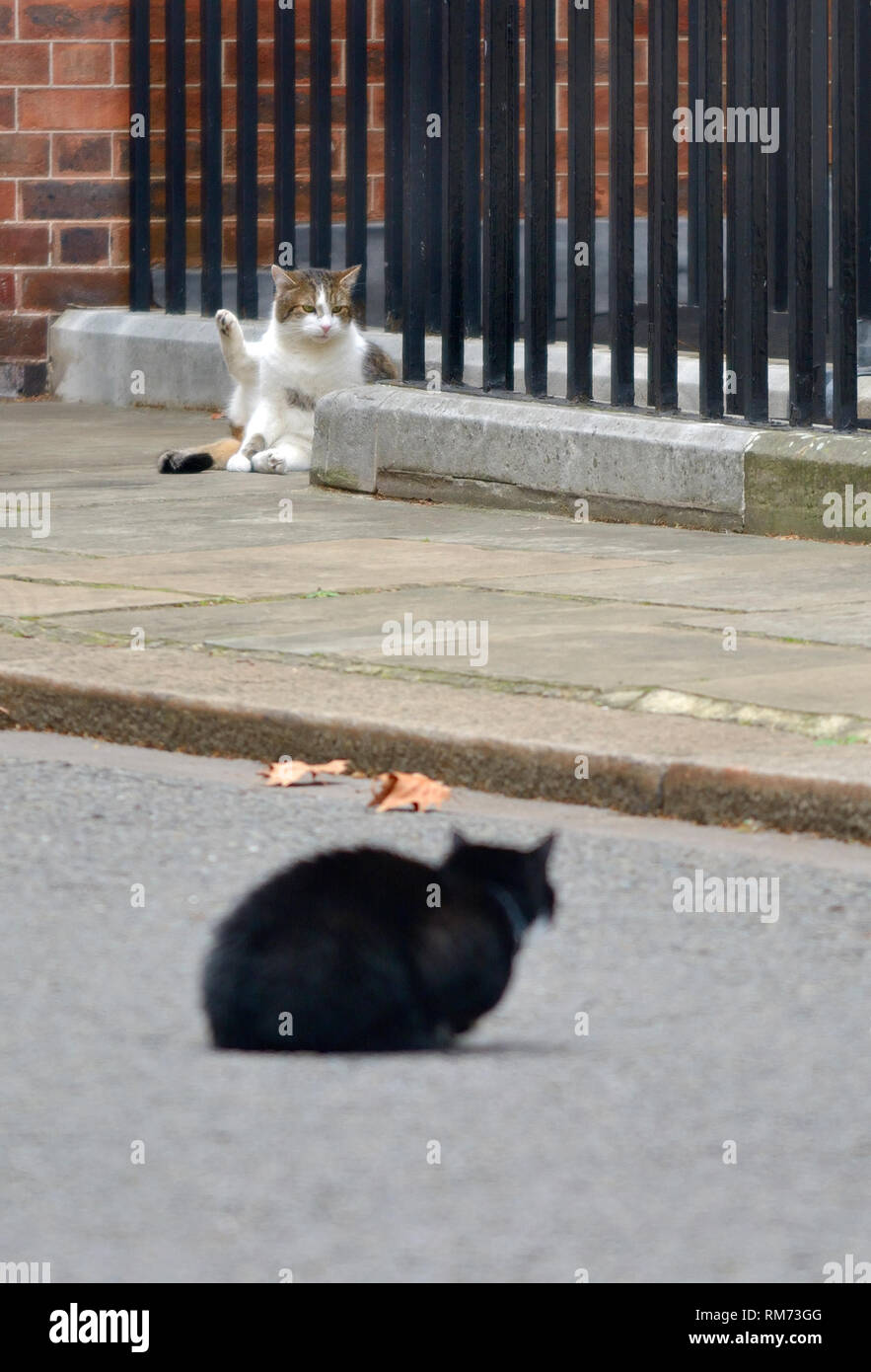 Larry (capo ufficiale del Mouser presso l'ufficio del gabinetto) incontra Palmerston (gatto degli uffici esteri) in Downing Street, febbraio 2019 Foto Stock