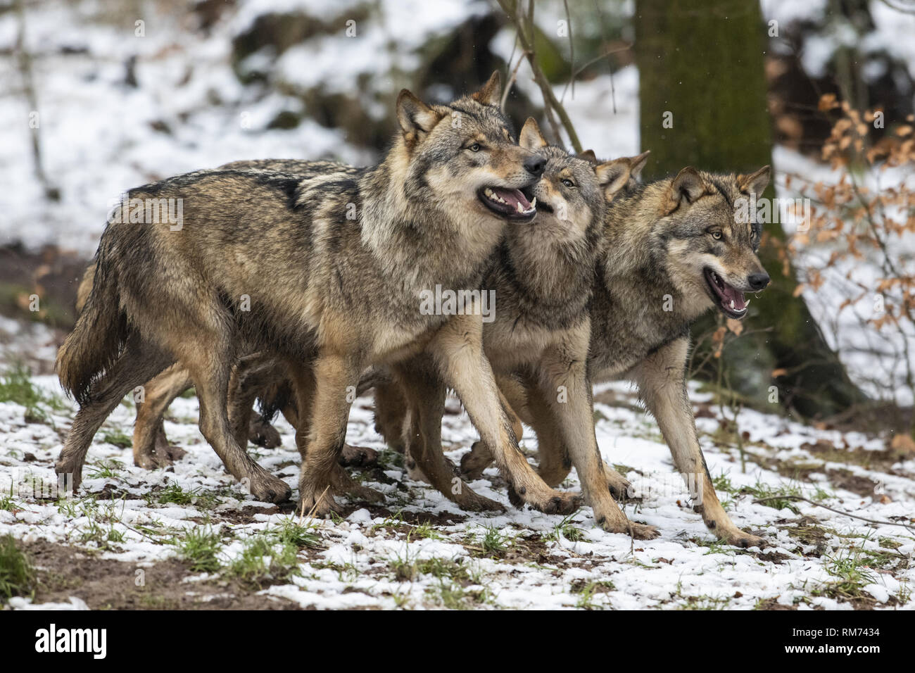 Pack di lupo (Canis lupus) in inverno la foresta, Neuhaus, Bassa Sassonia, Germania Foto Stock