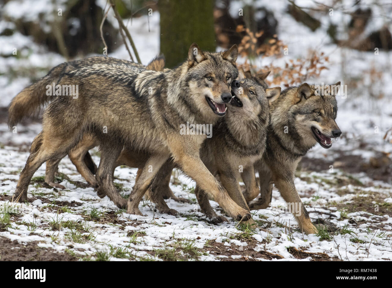 Pack di lupo (Canis lupus) in inverno la foresta, Neuhaus, Bassa Sassonia, Germania Foto Stock