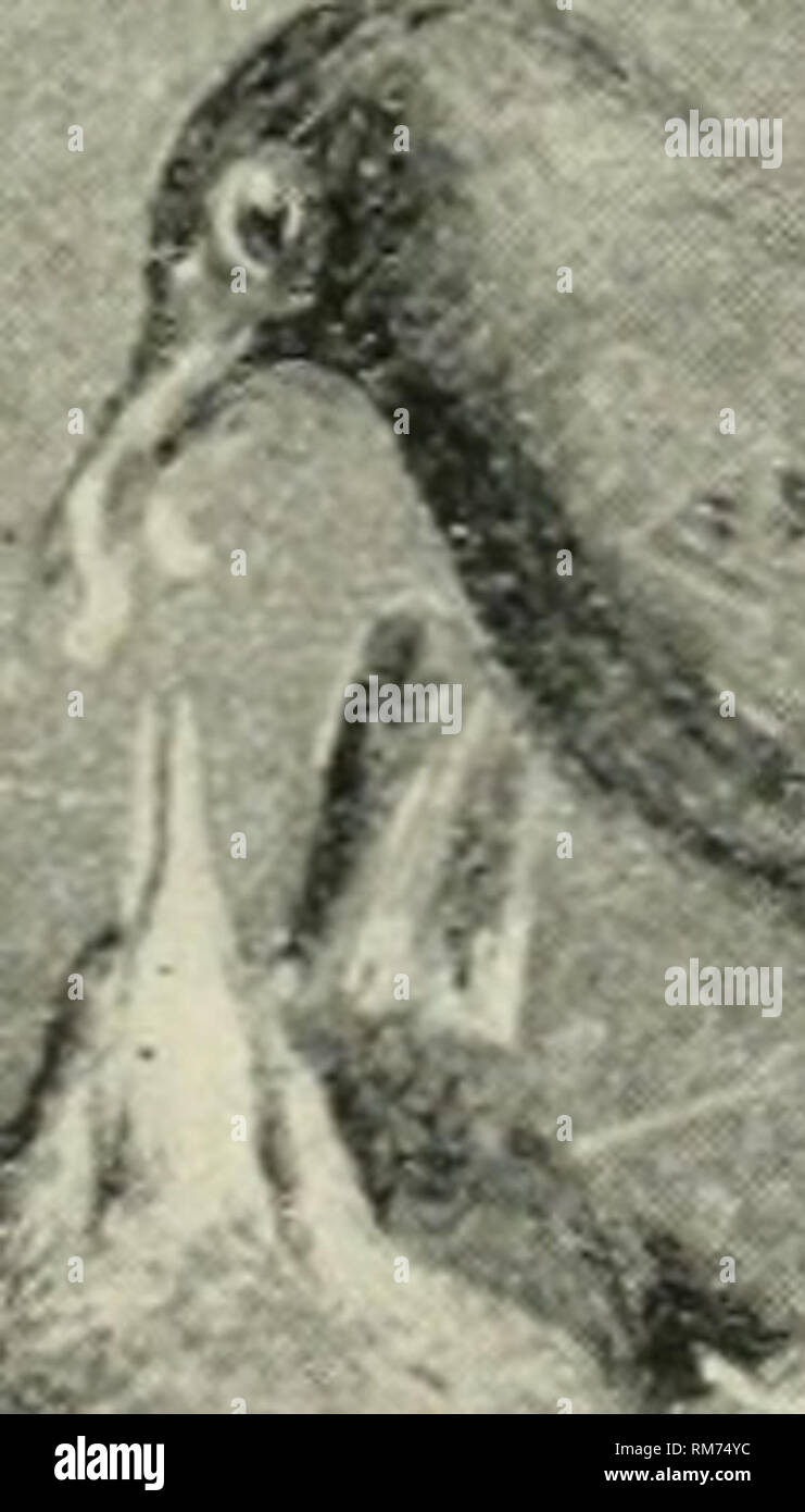 . Relazione annuale della Stazione di Esperimento Agricola. Cornell University. Stazione di Esperimento Agricola; Agricoltura -- New York (stato). Una casa sicura. Cosa uccello è questo f. / Xestlings. Nome tlie bird.. Si prega di notare che queste immagini vengono estratte dalla pagina sottoposta a scansione di immagini che possono essere state migliorate digitalmente per la leggibilità - Colorazione e aspetto di queste illustrazioni potrebbero non perfettamente assomigliano al lavoro originale. Cornell University. Stazione di Esperimento Agricola. Ithaca, N. Y. : l'Università Foto Stock