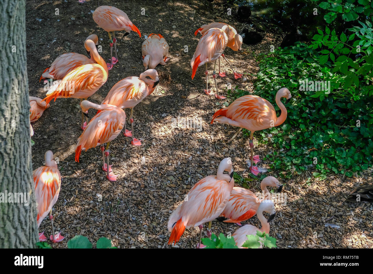 Colchester, Esssex, England, Regno Unito - 27 Luglio 2018: gruppo di fenicotteri rosa sulla terra in ombra. Prese su di un pomeriggio d'estate. Foto Stock