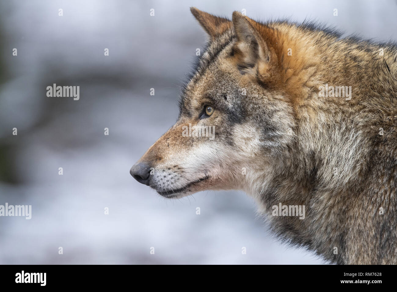 Lupo (Canis lupus) in inverno la foresta, Neuhaus, Bassa Sassonia, Germania Foto Stock