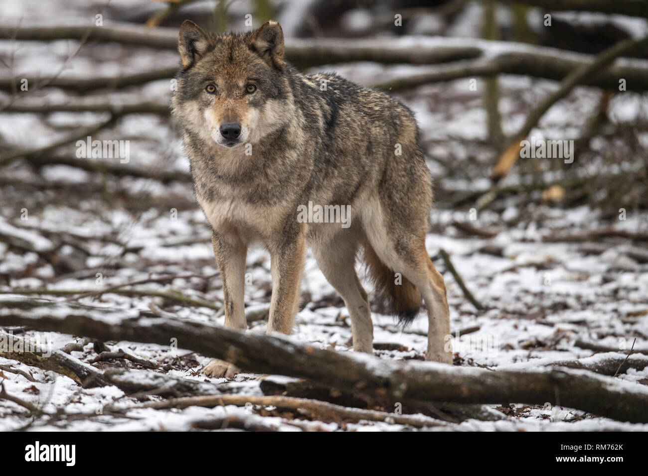 Lupo (Canis lupus) in inverno la foresta, Neuhaus, Bassa Sassonia, Germania Foto Stock