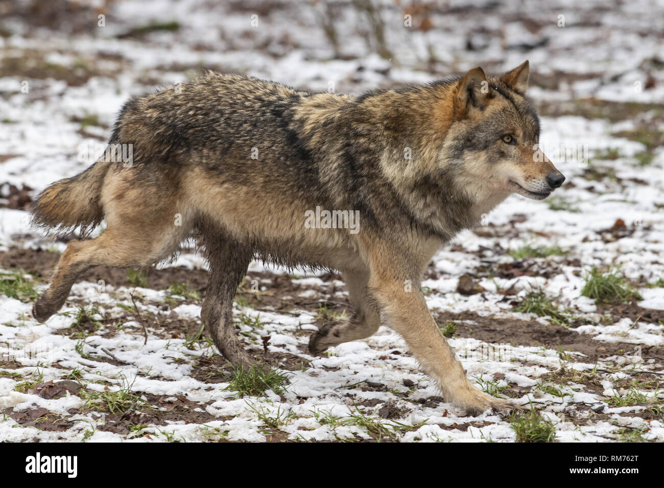 Lupo (Canis lupus) in inverno la foresta, Neuhaus, Bassa Sassonia, Germania Foto Stock