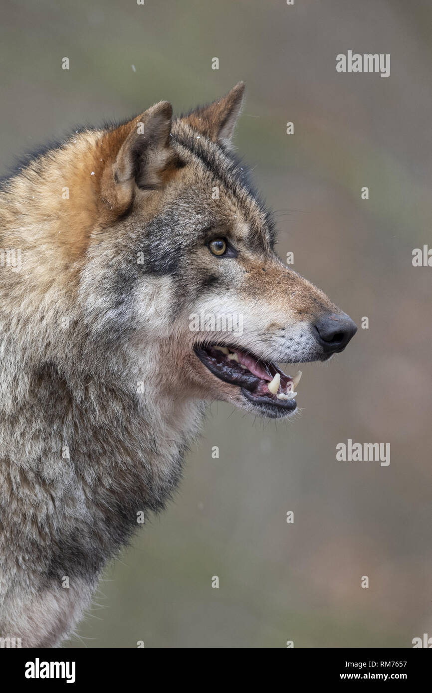 Lupo (Canis lupus) in inverno, Neuhaus, Bassa Sassonia, Germania Foto Stock