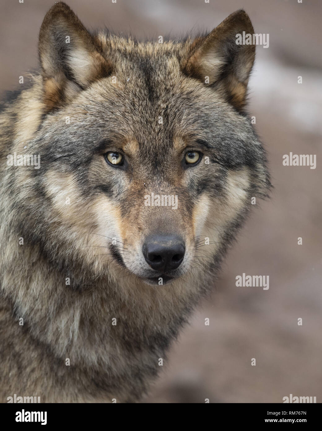 Lupo (Canis lupus) in inverno, Neuhaus, Bassa Sassonia, Germania Foto Stock