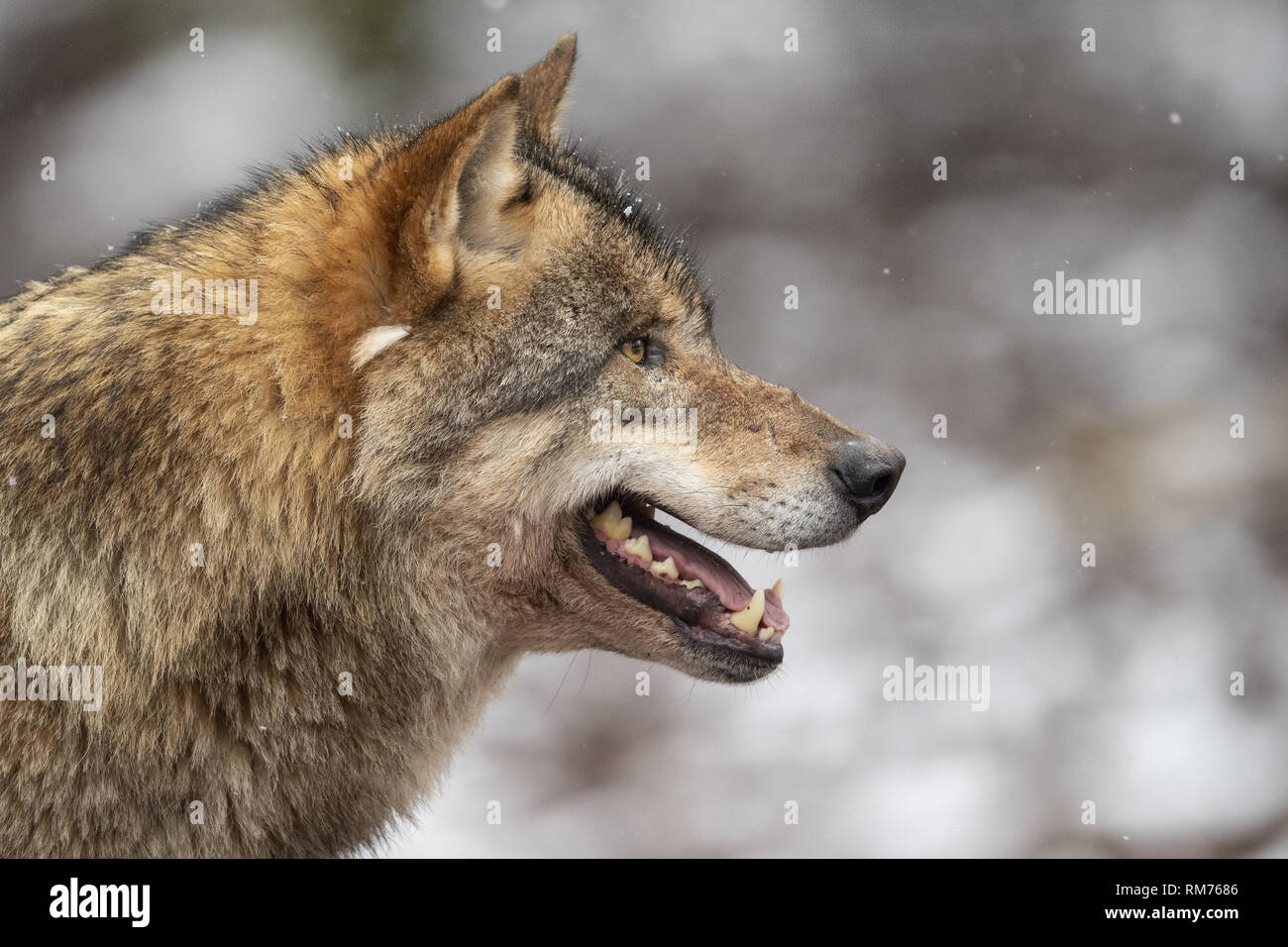 Lupo (Canis lupus) in inverno, Neuhaus, Bassa Sassonia, Germania Foto Stock