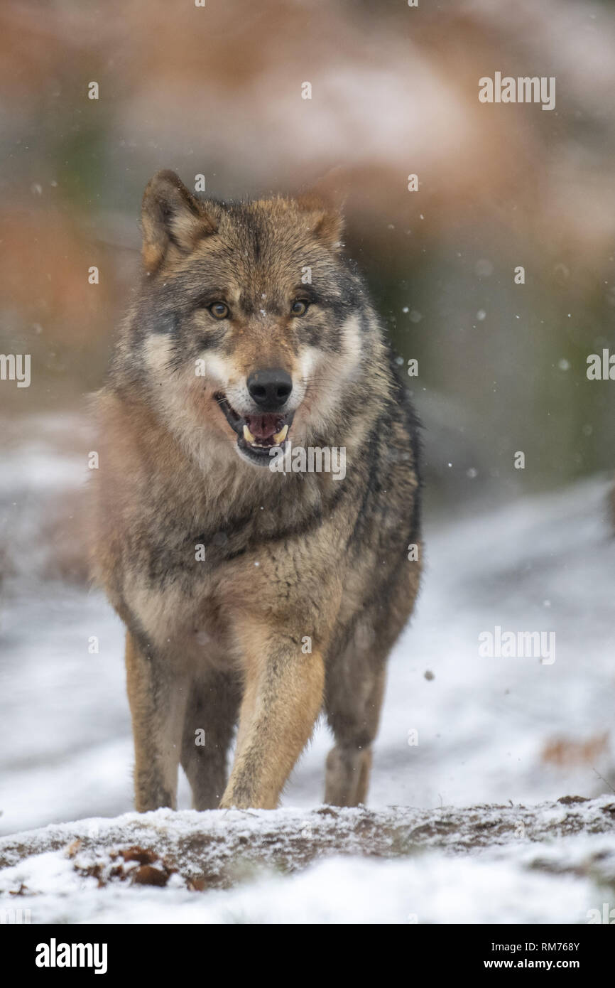 Lupo (Canis lupus) in inverno la foresta, Neuhaus, Bassa Sassonia, Germania Foto Stock