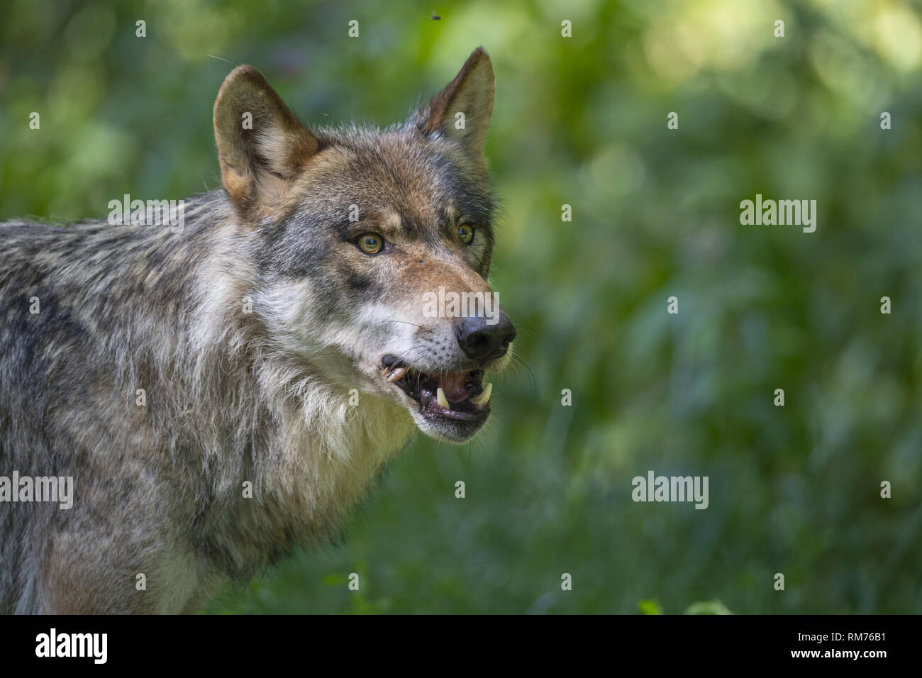 Lupo (Canis lupus) con la preda in estate, Neuhaus, Bassa Sassonia, Germania Foto Stock