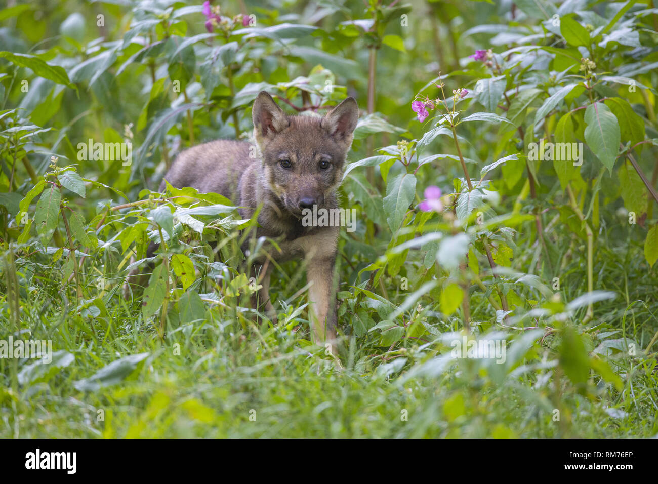 Cucciolo di lupo (Canis lupus) in estate, Neuhaus, Bassa Sassonia, Germania Foto Stock