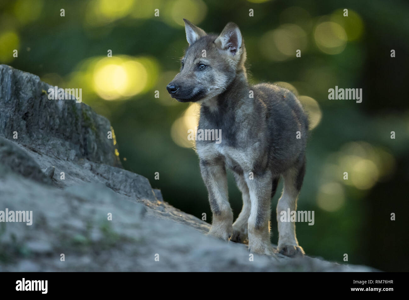Cucciolo di lupo (Canis lupus) in estate, Neuhaus, Bassa Sassonia, Germania Foto Stock