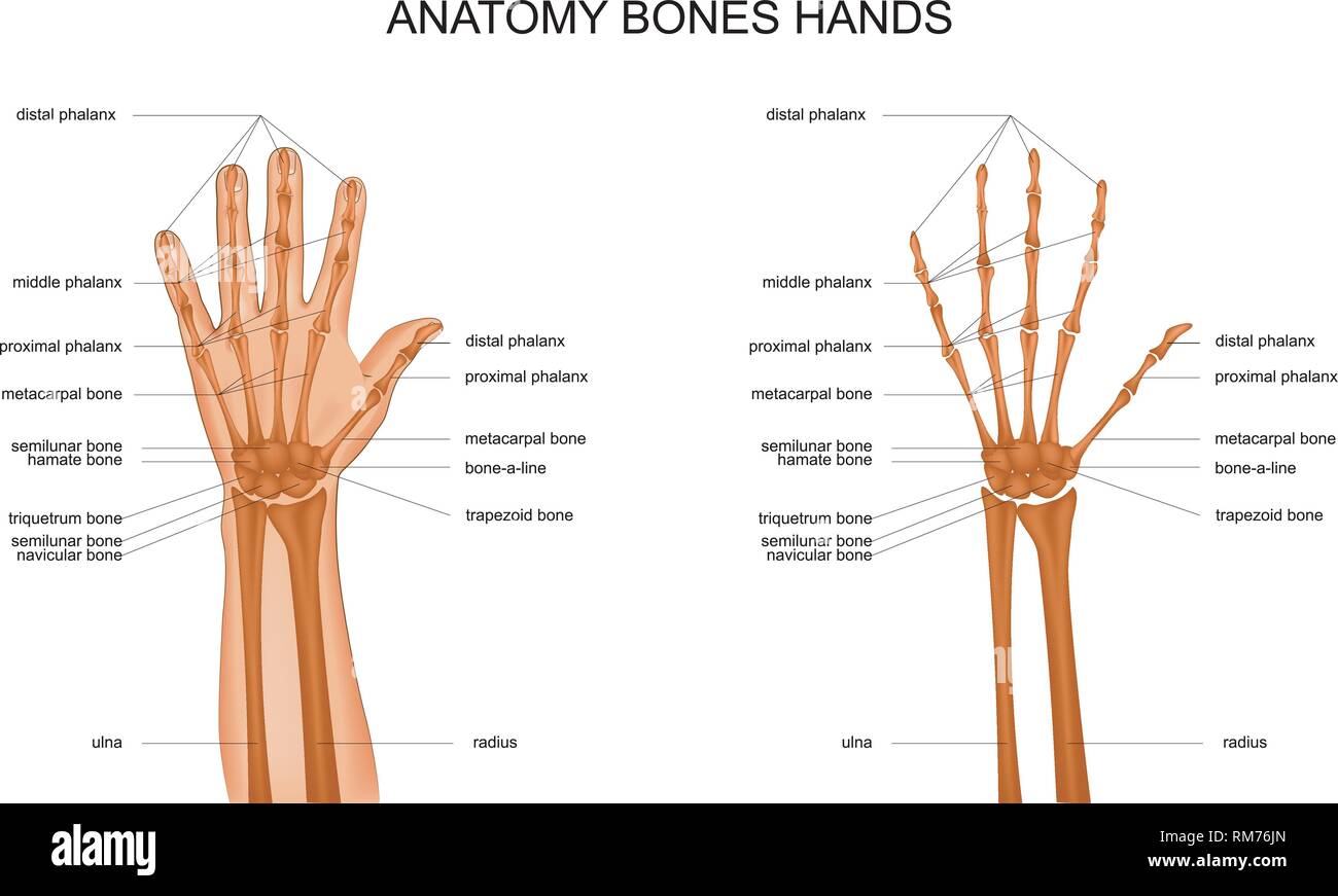 Illustrazione vettoriale di mano anatomia ossea dello scheletro. Illustrazione Vettoriale