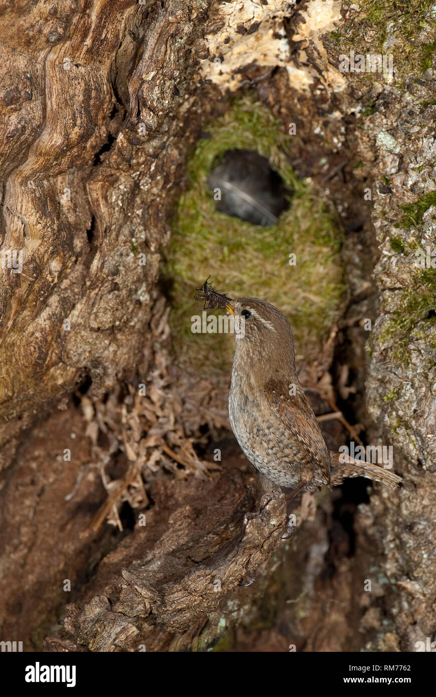 Casa Wren, Troglodytes troglodytes, all' ingresso del suo nido Foto Stock