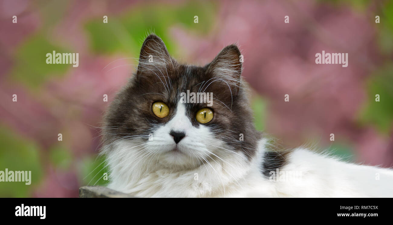 Bianco e nero longhair cat con gli occhi gialli, un simpatico ritratto di fronte dusky boccioli rosa Foto Stock