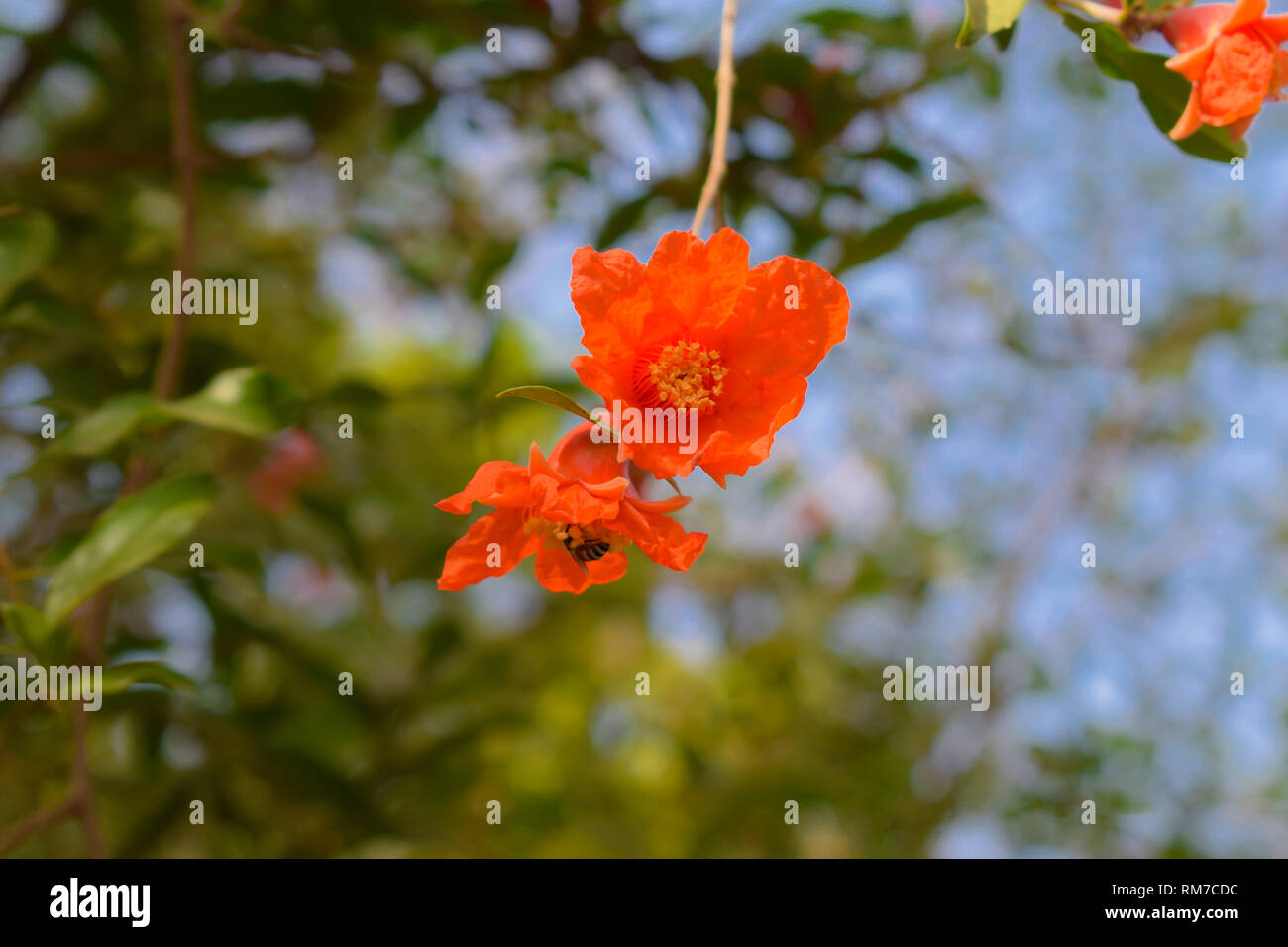 Fiori di melograno su rami verdi. Foto Stock