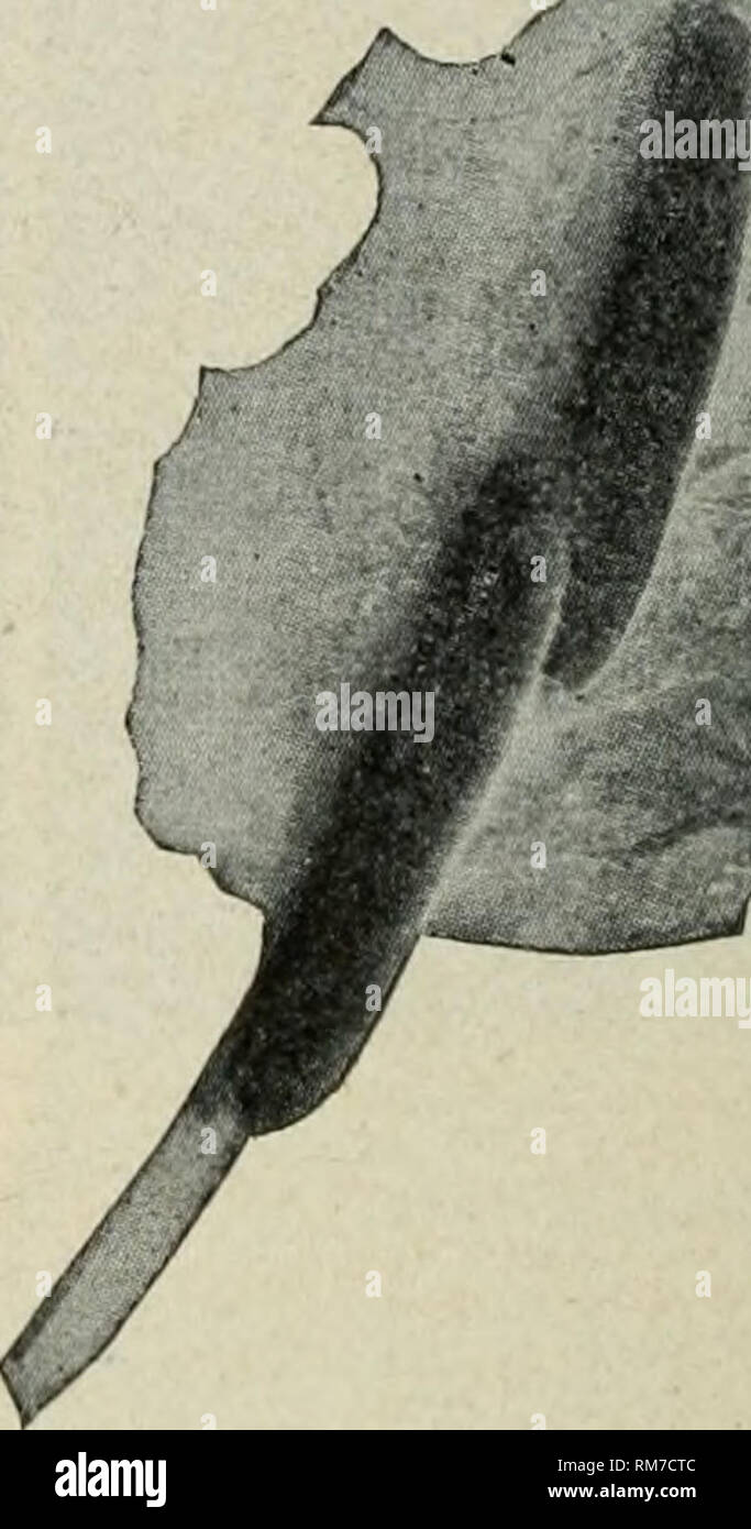 . Relazione annuale della New York State College di agricoltura presso la Cornell University e la Stazione di Esperimento Agricola. New York Stato l'Università di Agricoltura, la Cornell University. Stazione di Esperimento Agricola; Agricoltura -- New York (stato). Bollettino 590 283. ; ; Cavolo e cavolfiore. I bruchi verde (Fig. 197) berlina da uova deposte mediante il cavolo-worm, bianco comune butterfly. Ci sono parecchie covate in ogni stagione. Se le piante non sono voce, spray con il cherosene o in emulsione con Parigi a verde ,.,; rfA che l'adesivo è stato aggiunto. Se la voce, ,/R-T-,., applicare l'elleboro. Ts Foto Stock