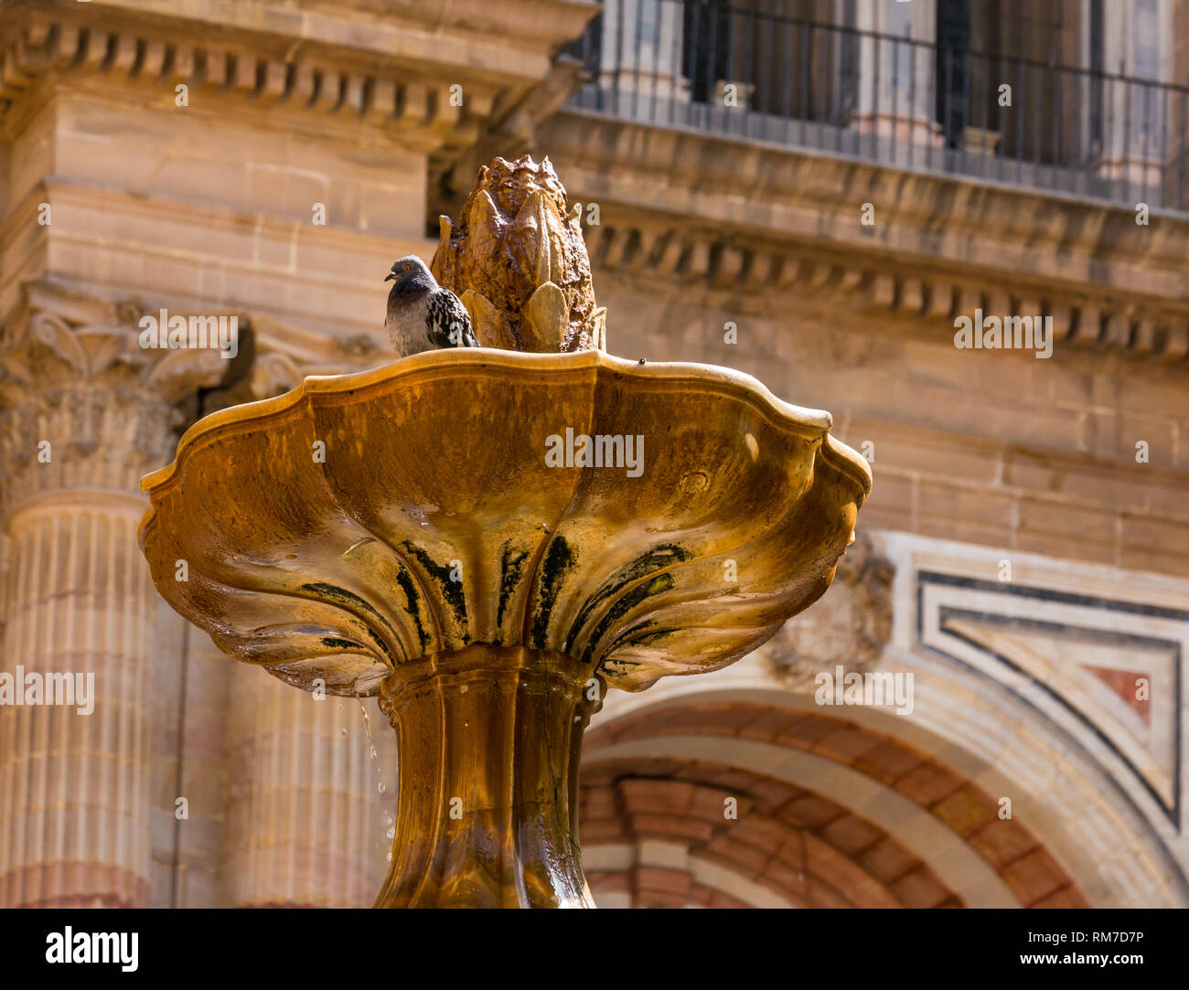 Pigeon nella fontana ornata, Plaza del Obispo con Basilica Cattedrale, Malaga, Andalusia, Spagna Foto Stock