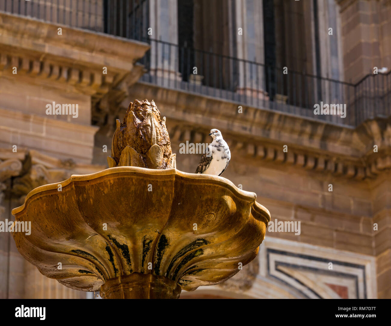 Piccione in fontana, Plaza del Obispo o Piazza Vescovado, con la Basilica Cattedrale, Malaga, Andalusia, Spagna Foto Stock